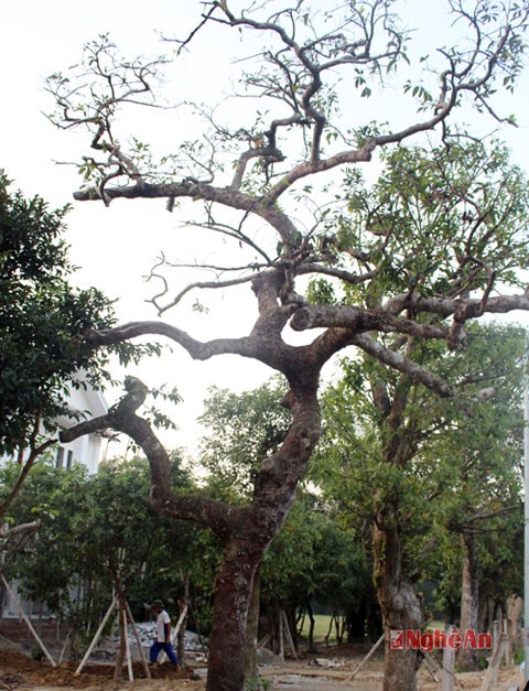&ldquo;Vi h&agrave;nh&rdquo; l&agrave;ng c&acirc;y cảnh thế khủng, cực chất - Ảnh 12.