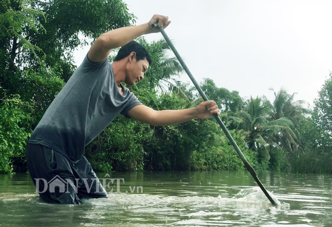 Sướng như săn lịch ở Cà Mau