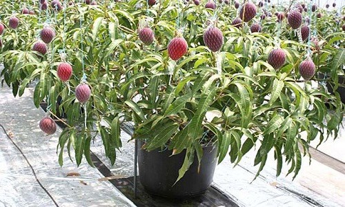 10 loại c&acirc;y vừa cho ăn tr&aacute;i vừa l&agrave;m đẹp s&acirc;n vườn - Ảnh 12.