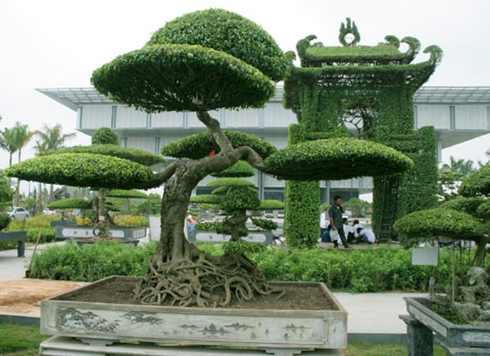 Những cây cảnh giá tiền tỉ có gì lạ?