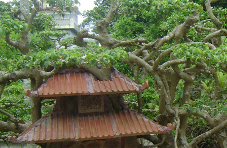 C&acirc;y sanh 1 tỉ đồng kh&ocirc;ng b&aacute;n chứa ẩn điều g&igrave;? - Ảnh 4.