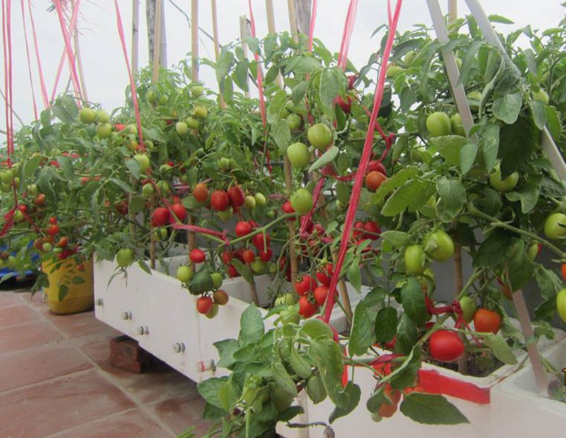 Khoai t&acirc;y, bắp cải d&agrave;y đặc tr&ecirc;n m&aacute;i nh&agrave; ở H&agrave; Nội - Ảnh 12.