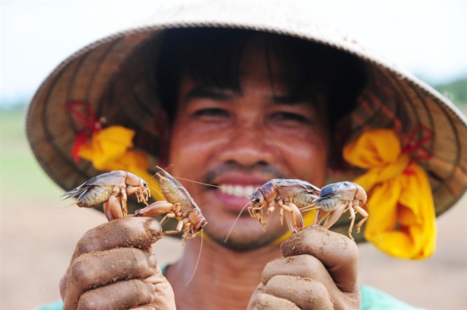 Săn dế cơm, kiếm 300 ng&agrave;n đồng/ng&agrave;y như chơi - Ảnh 13.
