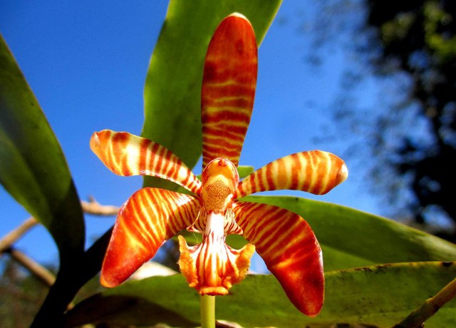 Chiêm ngưỡng hoa phong lan rừng Sa Pa