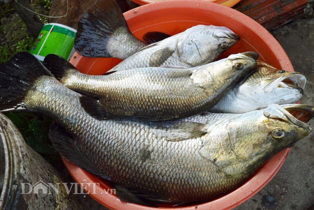 Những con cá chẽm này có trọng lượng từ 3-5kg, bán được giá cao