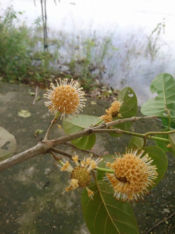 Sướng g&igrave; bằng ăn c&aacute; linh ngay đồng nước nổi - Ảnh 11.