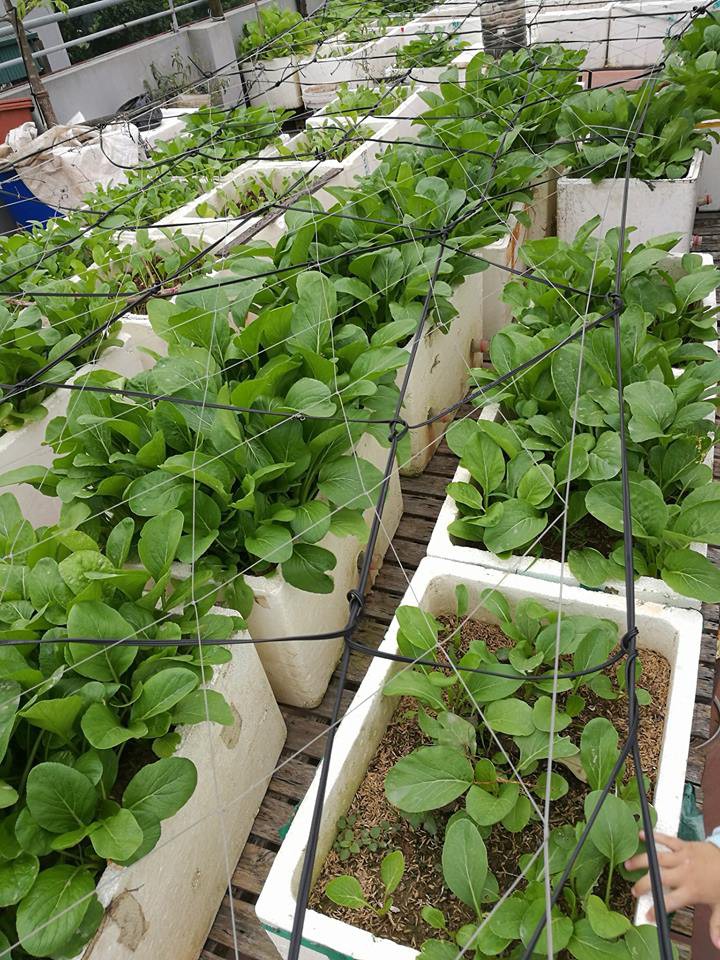 Khoai t&acirc;y, bắp cải d&agrave;y đặc tr&ecirc;n m&aacute;i nh&agrave; ở H&agrave; Nội - Ảnh 14.