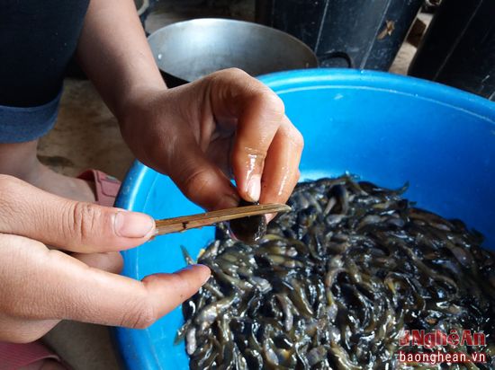 Nòng nọc chỉ sống trong môi trường nước sạch, không hóa chất nên người dân rất yên tâm khi chế biến làm thức ăn. Nòng nọc có thể dùng chế biến ra nhiều món ăn như: Nấu canh chua, lam, sào, bọc lá chuối nướng