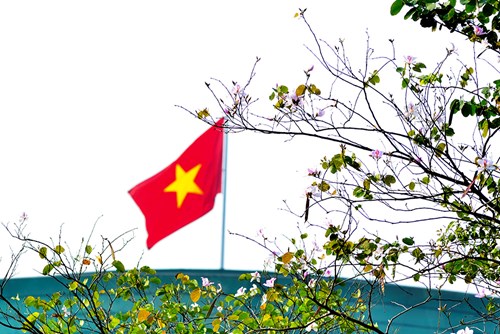 Từ những cành khẳng khiu, trơ trụi lá, những bông hoa ban bung nở.
