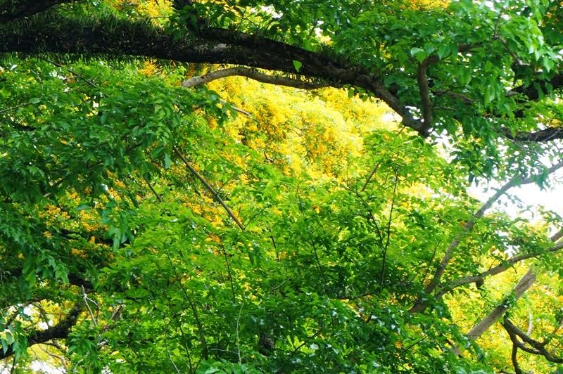 Về Tam Kỳ mê đắm bên hoa sưa vàng - Ảnh 5.