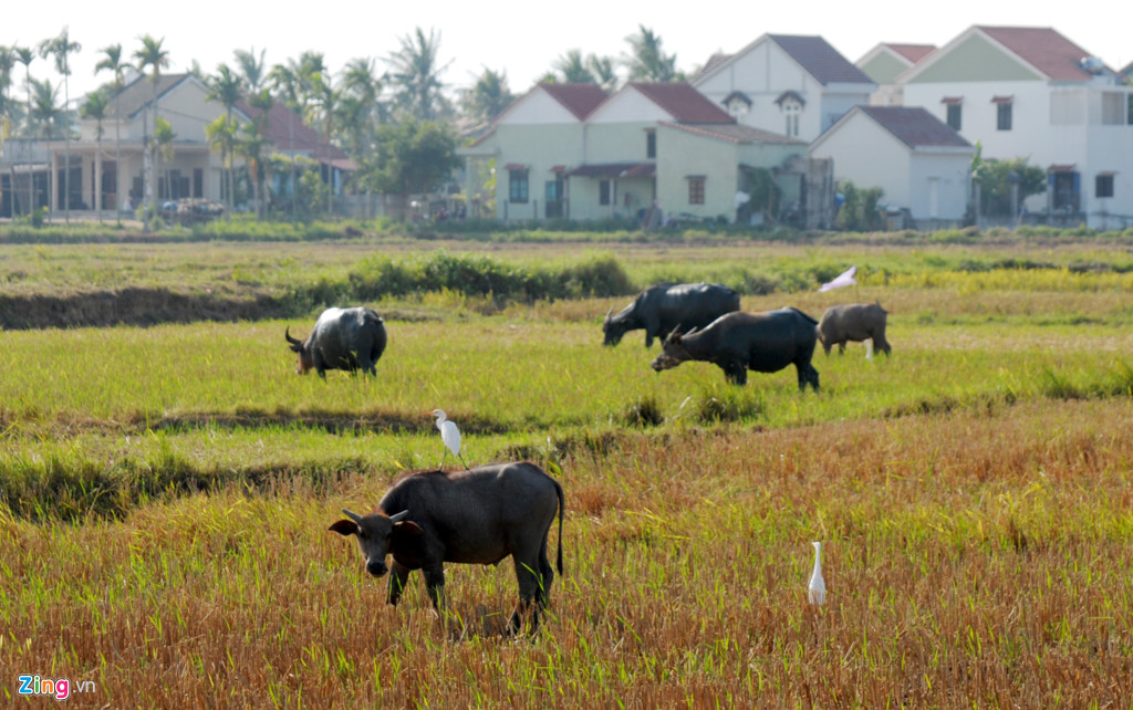 L&agrave;ng biệt thự giữa miền qu&ecirc; Hội An - Ảnh 15.