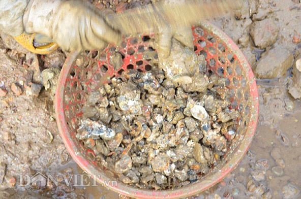 Săn hàu dưới chân cầu Nhơn Hội, TP Quy Nhơn - Ảnh 5.
