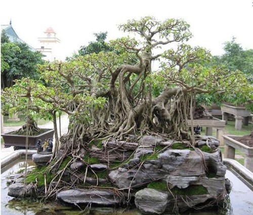 “Vi hành” làng cây cảnh thế khủng, cực chất