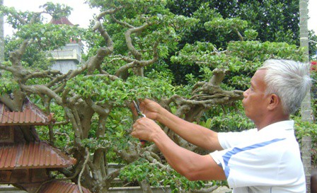 C&acirc;y sanh 1 tỉ đồng kh&ocirc;ng b&aacute;n chứa ẩn điều g&igrave;? - Ảnh 5.
