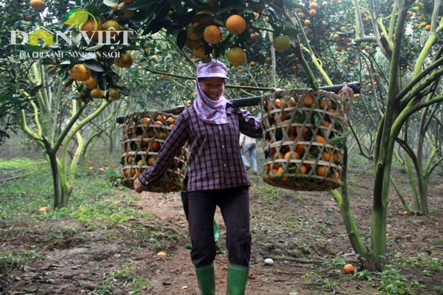 
Cam được vận chuyển từ tr&ecirc;n n&uacute;i xuống ch&acirc;n n&uacute;i, nhiều người phụ nữ rất khỏe g&aacute;nh được tới 50 &ndash; 60kg cam/chuyến, ngang ngửa với đ&agrave;n &ocirc;ng, m&agrave; vẫn phăng phăng xuống n&uacute;i
