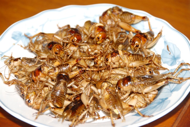 Săn dế cơm, kiếm 300 ng&agrave;n đồng/ng&agrave;y như chơi - Ảnh 16.