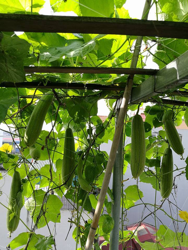 Khoai t&acirc;y, bắp cải d&agrave;y đặc tr&ecirc;n m&aacute;i nh&agrave; ở H&agrave; Nội - Ảnh 16.