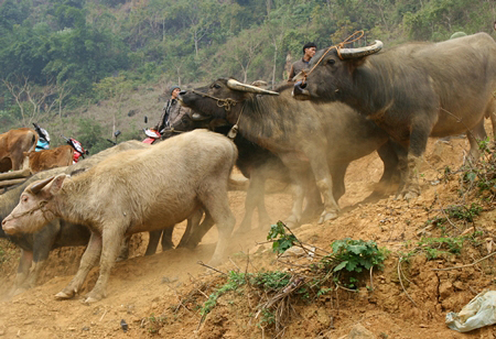 Chợ tr&acirc;u &ldquo;C&aacute;n Cấu&rdquo; thuộc huyện Si Ma Cai, tỉnh L&agrave;o Cai họp v&agrave;o thứ bảy h&agrave;ng tuần. Kh&ocirc;ng chỉ thu h&uacute;t những người mua b&aacute;n, trao đổi tr&acirc;u, b&ograve;, ngựa,&hellip; chợ C&aacute;n Cấu c&ograve;n l&agrave; một địa điểm du lịch hấp dẫn kh&aacute;ch du lịch của tỉnh L&agrave;o Cai.