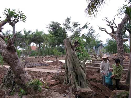 &ldquo;Vi h&agrave;nh&rdquo; l&agrave;ng c&acirc;y cảnh thế khủng, cực chất - Ảnh 17.