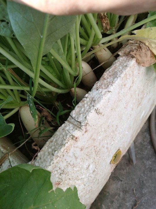Khoai t&acirc;y, bắp cải d&agrave;y đặc tr&ecirc;n m&aacute;i nh&agrave; ở H&agrave; Nội - Ảnh 17.