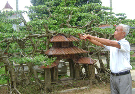 C&acirc;y sanh 1 tỉ đồng kh&ocirc;ng b&aacute;n chứa ẩn điều g&igrave;? - Ảnh 6.