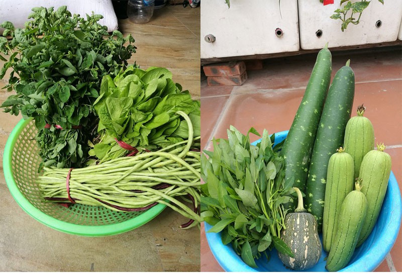 Khoai t&acirc;y, bắp cải d&agrave;y đặc tr&ecirc;n m&aacute;i nh&agrave; ở H&agrave; Nội - Ảnh 18.