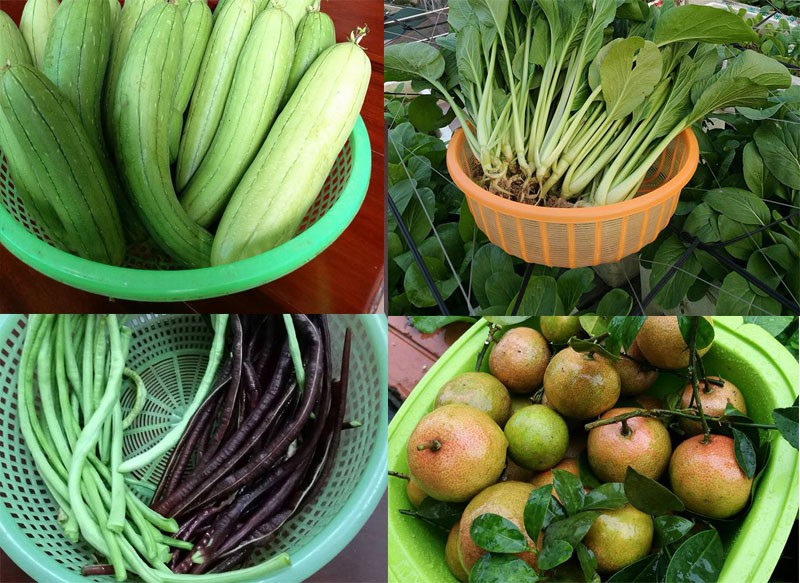 Khoai t&acirc;y, bắp cải d&agrave;y đặc tr&ecirc;n m&aacute;i nh&agrave; ở H&agrave; Nội - Ảnh 19.