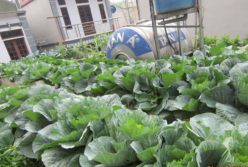 Khoai t&acirc;y, bắp cải d&agrave;y đặc tr&ecirc;n m&aacute;i nh&agrave; ở H&agrave; Nội - Ảnh 20.