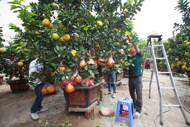 
Bưởi Diễn l&agrave; loại c&acirc;y dễ th&iacute;ch nghi, dễ chăm s&oacute;c v&agrave; kh&aacute;ng s&acirc;u bệnh tốt. Tr&ecirc;n th&acirc;n c&acirc;y c&oacute; thể gh&eacute;p nhiều quả c&oacute; m&uacute;i kh&aacute;c nhau, v&igrave; vậy c&acirc;y bưởi b&igrave;nh thường ra tr&aacute;i chỉ đạt 30-50 quả, c&ograve;n c&acirc;y cấy gh&eacute;p th&igrave; c&oacute; thể l&ecirc;n đến cả trăm quả.
