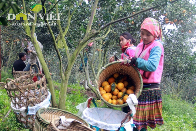 Hoa mắt với phụ nữ Mông ở Hà Giang