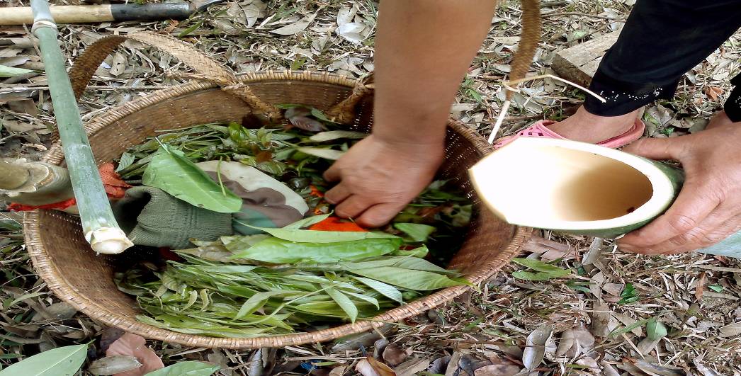 Rau bép: Đặc sản núi rừng