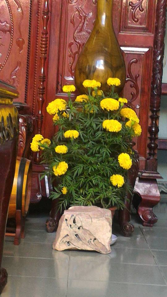 Hoa vạn thọ không thể thiếu trong Tết cổ truyền