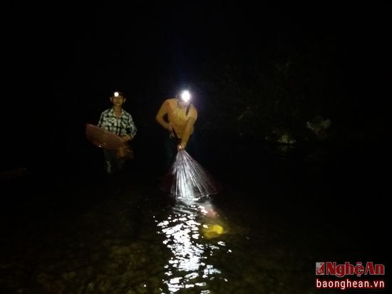 Mỗi dịp tháng Giêng âm lịch, người dân sống ven khe suối ở trên các huyện miền núi cao như Con Cuông, Tương Dương, Kỳ Sơn, Quế Phong lại cùng nhau đi chài, đi xúc để bắt nòng nọc về chế biến làm món ăn. Đây là một đặc sản mà người Thái miền Tây Nghệ An rất ưa chuộng