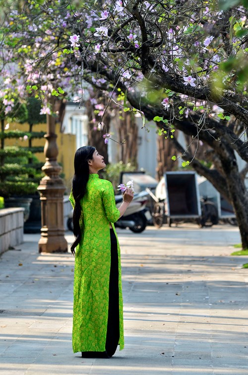 Hoa ban không còn xa lạ với người dân Thủ đô. Trên các tuyến đường Bắc Sơn, Thanh Niên, ven hồ Hoàn Kiếm,... cũng được trồng khá nhiều