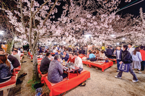 Thưởng lãm hoa anh đào trong công viên Tokyo.