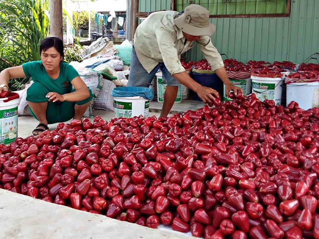 Tuyển mận đẹp xuất sang Trung Quốc với giá “khủng”