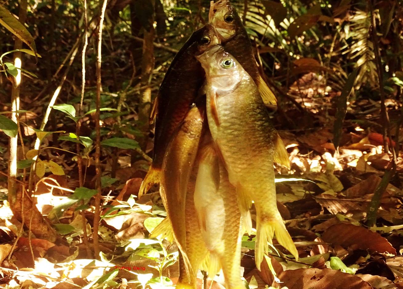 Cá suối
