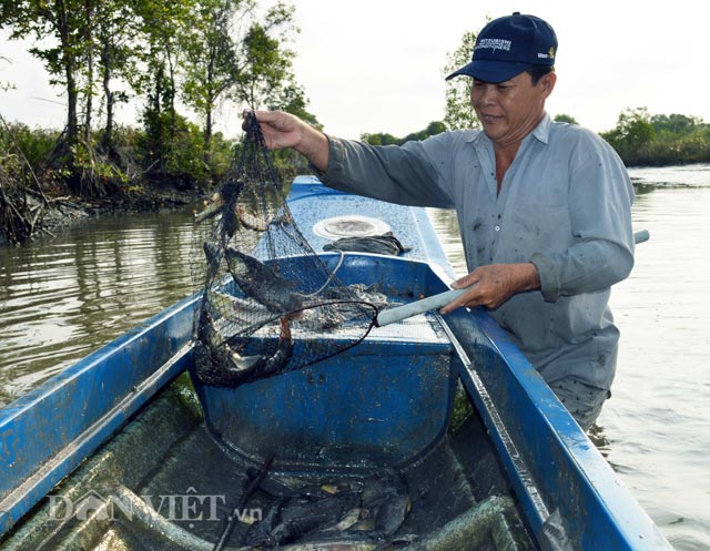 Dùng vợt để vớt cá khi cá ngấm thuốc