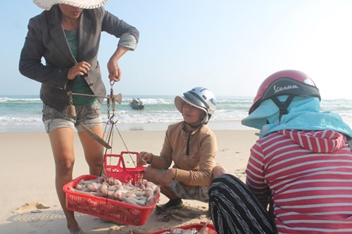 Thương lái tìm về thu mua cá khoai và các hải sản khác ngay tại bờ biển làng Bình An.