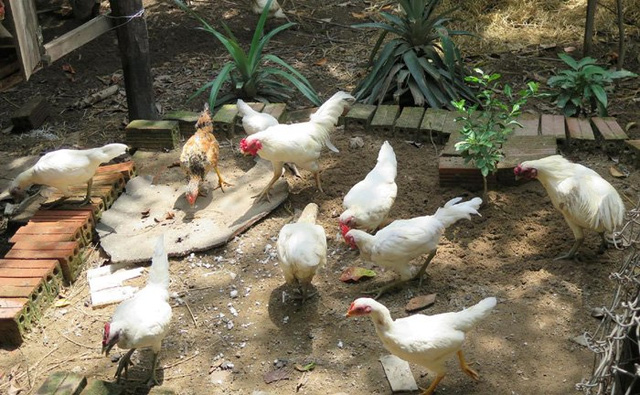 Không bán đàn gà rừng đột biến gen 500 triệu đồng