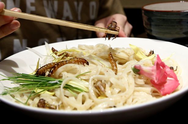 Xếp hàng chờ ăn… mì côn trùng ở Nhật