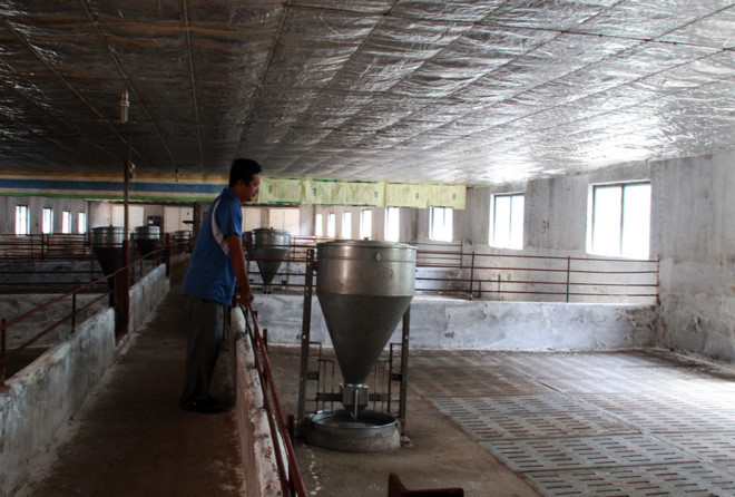 Một hộ chăn nu&ocirc;i heo ở Đồng Nai bỏ trống trang trại v&igrave; thua lỗ. Ảnh: Ngọc An.
