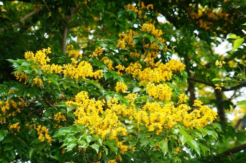 Về Tam Kỳ mê đắm bên hoa sưa vàng - Ảnh 1.