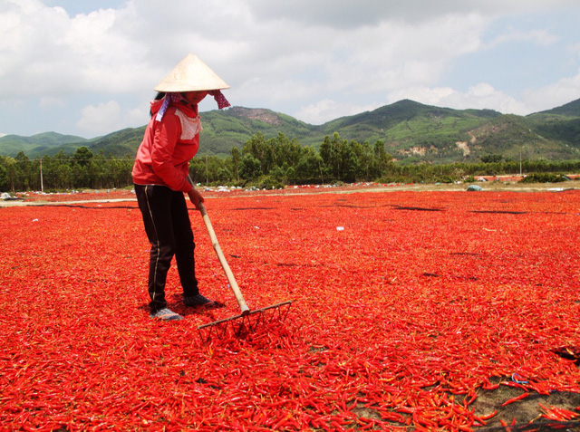 Giá ớt lao dốc, bán 1kg không mua nổi gói mì tôm