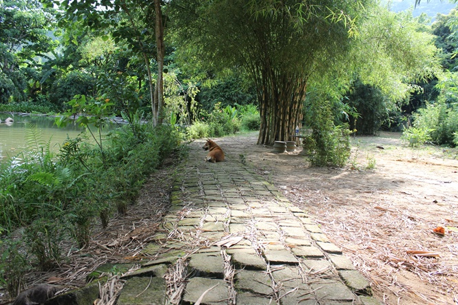 Khu rừng tre của vị ẩn sĩ n&uacute;i Sơn Tr&agrave; - Ảnh 3.