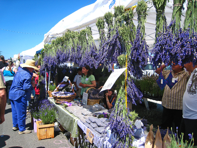 Thiên đường oải hương tràn sắc tím giữa lòng Provence - Ảnh 4.