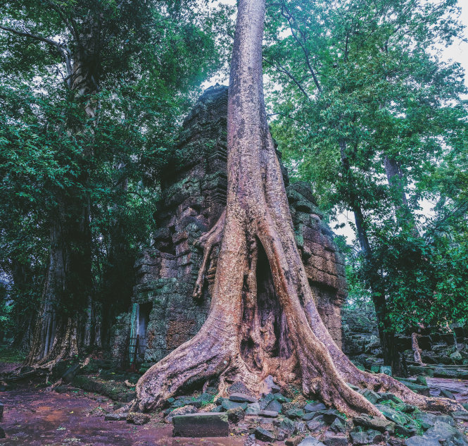 Ta Prohm - ng&ocirc;i đền của những rễ c&acirc;y kỳ dị  - Ảnh 3.