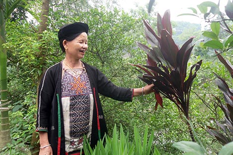 Kỳ bí bài thuốc "sinh lý" của 1 phụ nữ người Dao