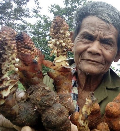 Sơn nhân và những cuộc săn "lộc rừng"