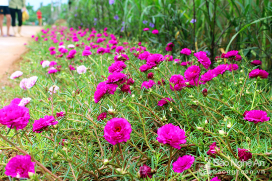 Đẹp ngỡ ng&agrave;ng con đường hoa ở miền qu&ecirc; Nghệ An - Ảnh 3.